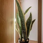 Mato Luxury Apartamento