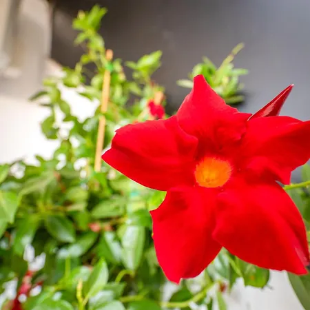 Mato Luxury Apartment *